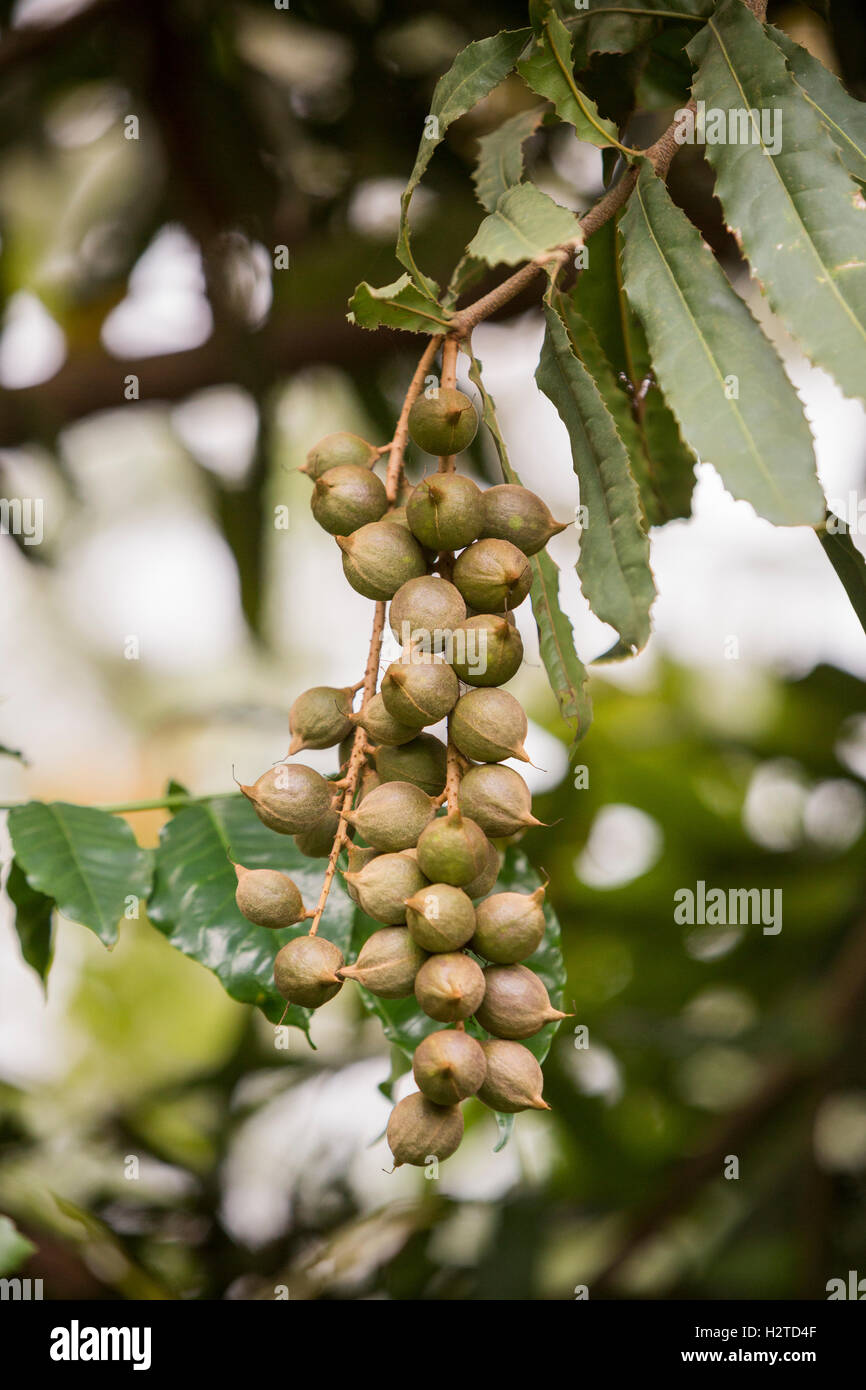 Macadamia nuts are ready for harvest in Kirinyaga County, Kenya. Stock Photo