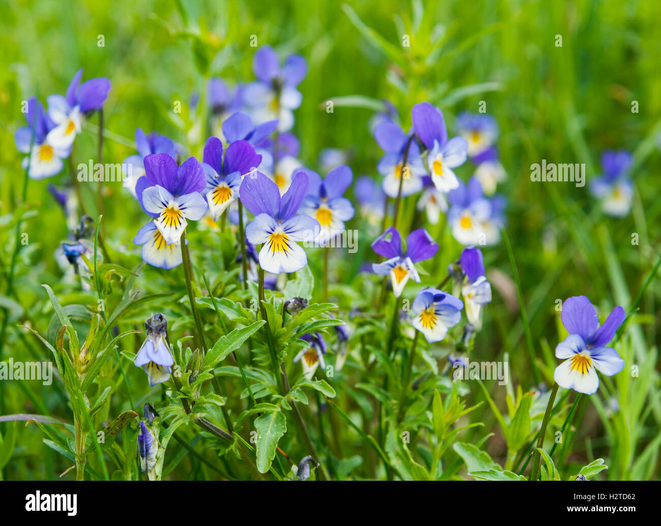 Wild pansy, Sweden, (Viola tricolor) Stock Photo