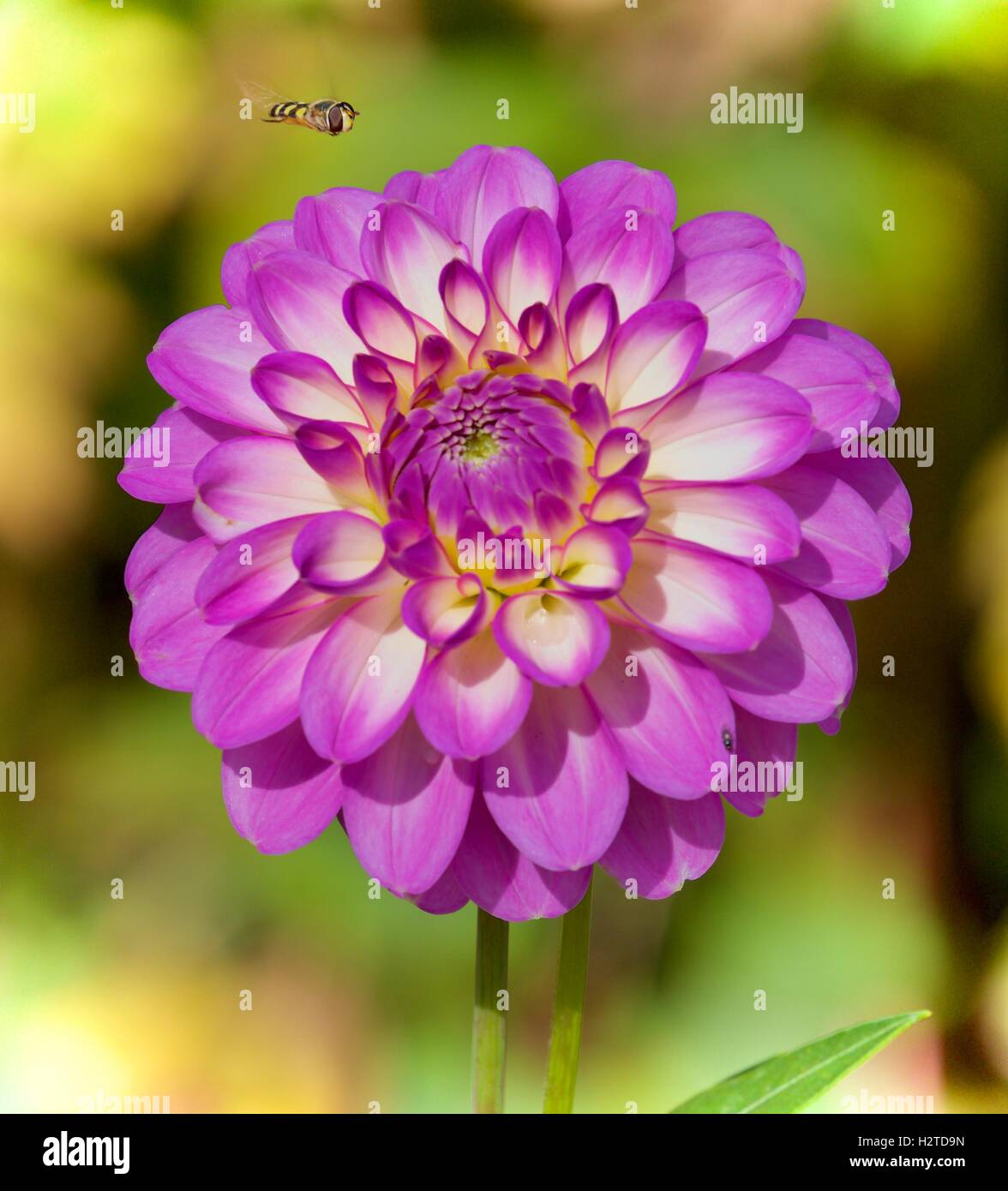 Purple and white Dahlia Stock Photo - Alamy