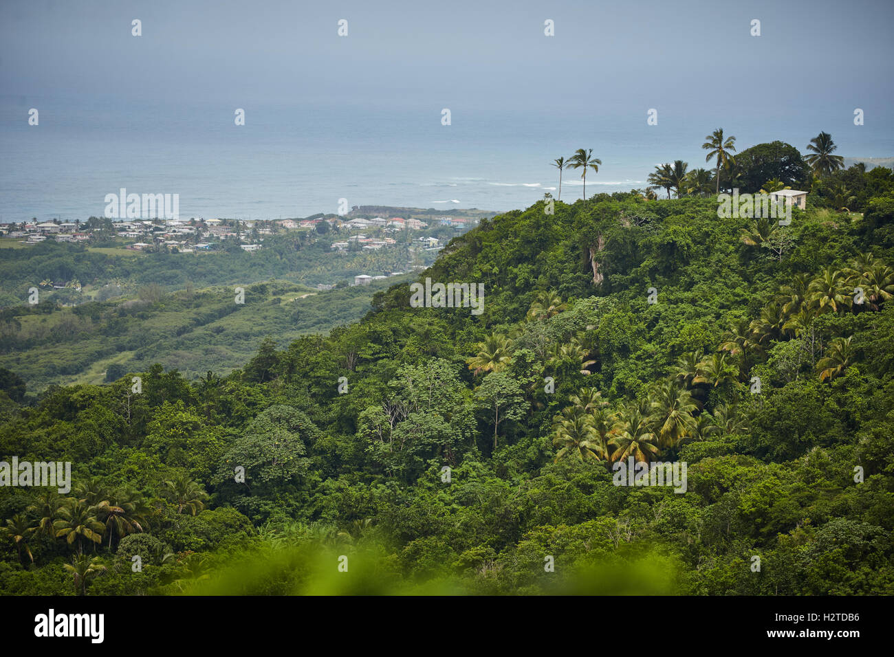 Barbados atlantic coast  village rural landscape   Village typical local houses Chattel Houses green trees woods Private Houses Stock Photo