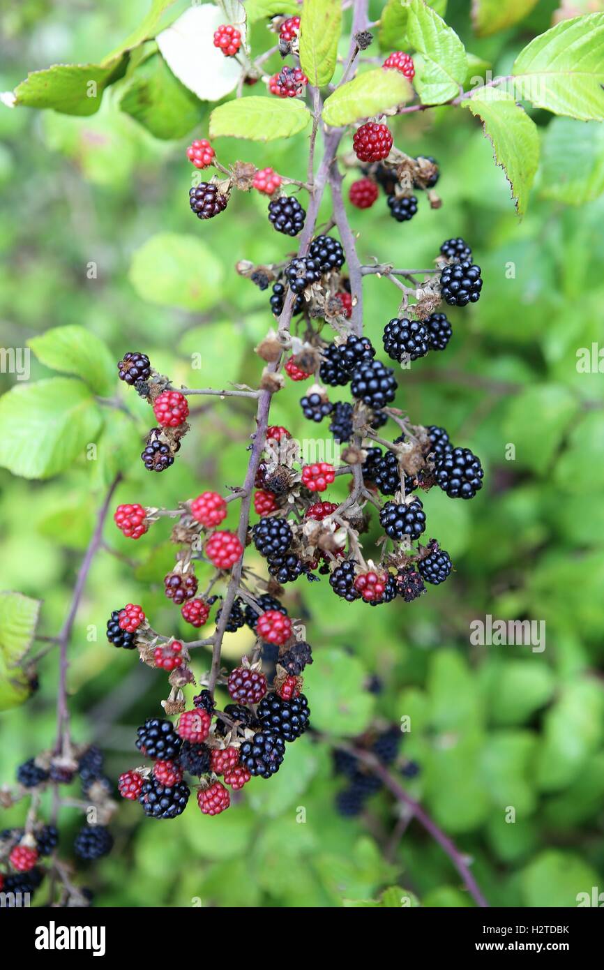 Blackberries in the wild Lincolnshire UK Stock Photo
