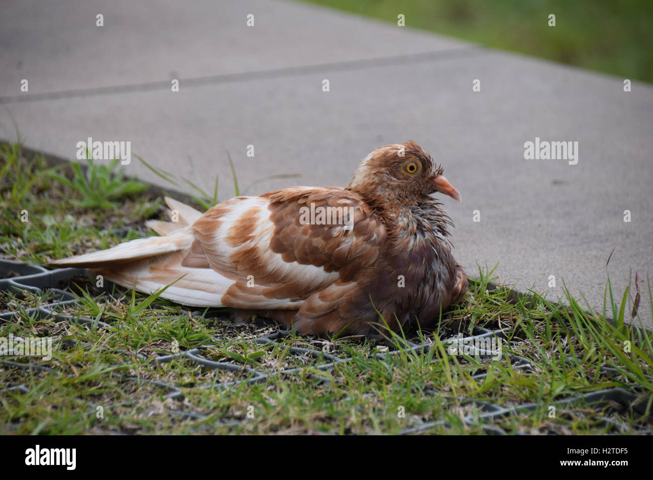 Brown Pigeon High Resolution Stock Photography And Images Alamy Brown Pigeon High Resolution Stock Photography And Images Alamy