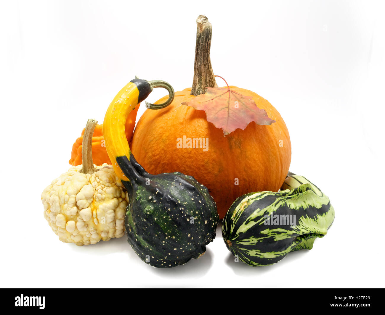 Decorative pumpkins collection isolated on white Stock Photo - Alamy