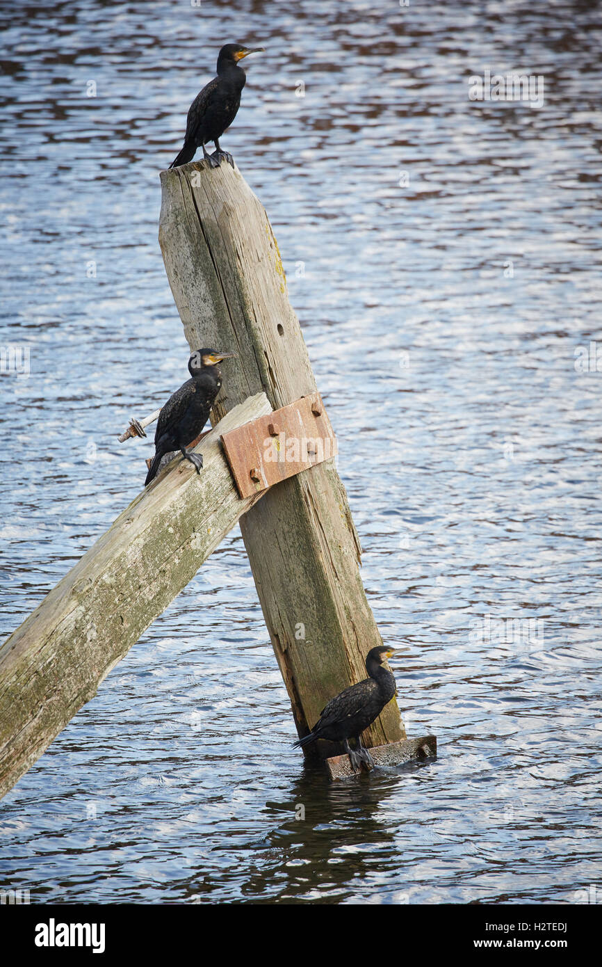 Walton Locks Warrington ship canal Apartments in warehouse style on the
