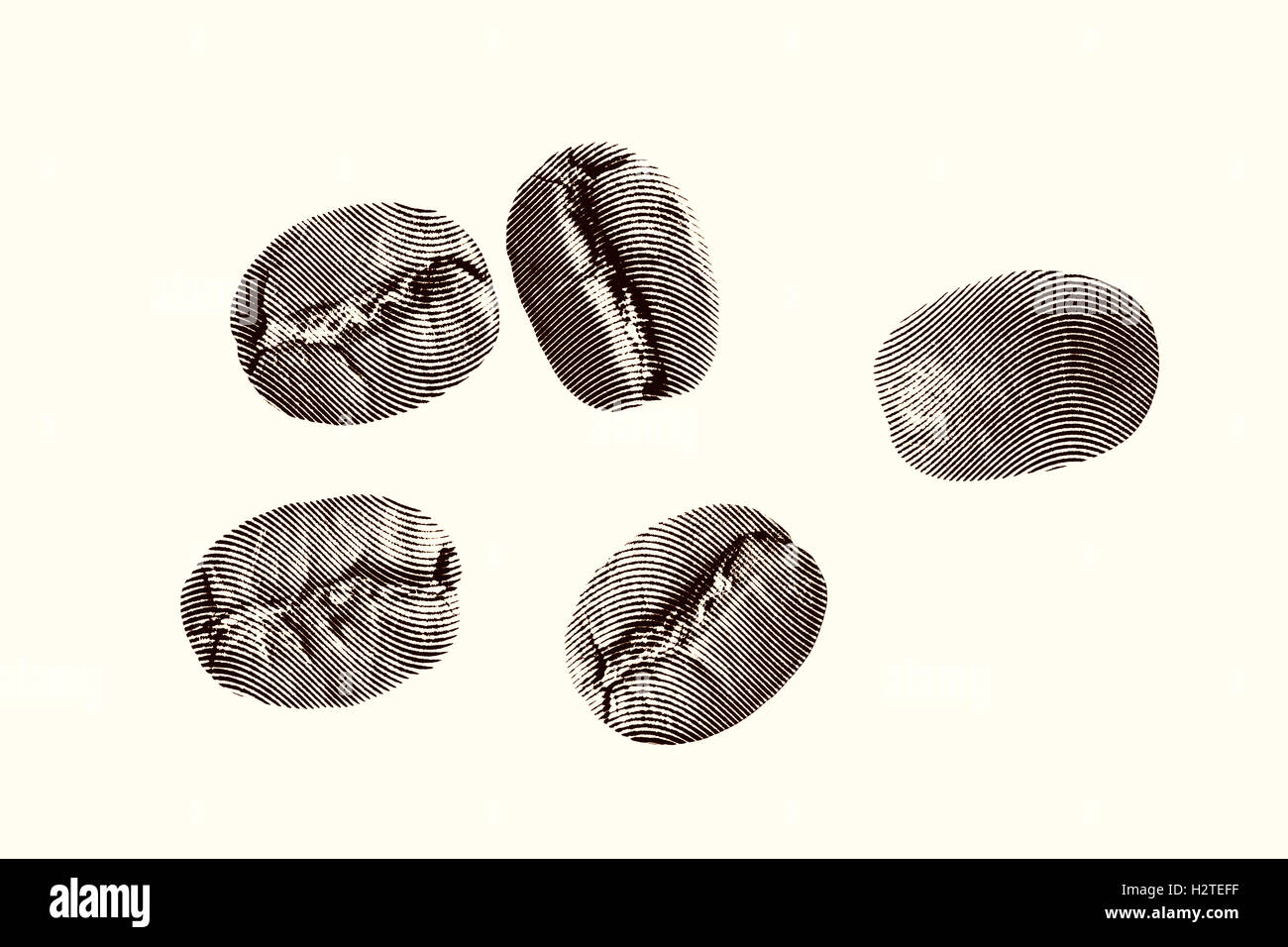 Coffee beans on a white background Stock Photo - Alamy