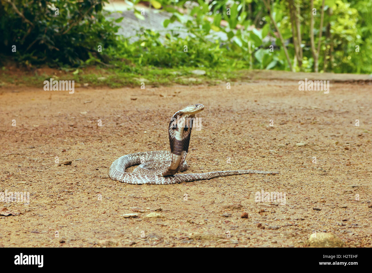 King Cobra Ophiophagus hannah Stock Photo
