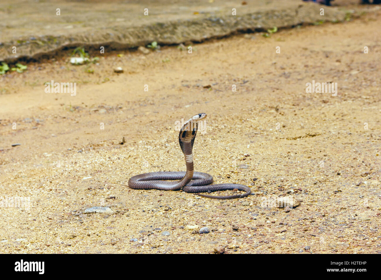 King Cobra Ophiophagus hannah Stock Photo