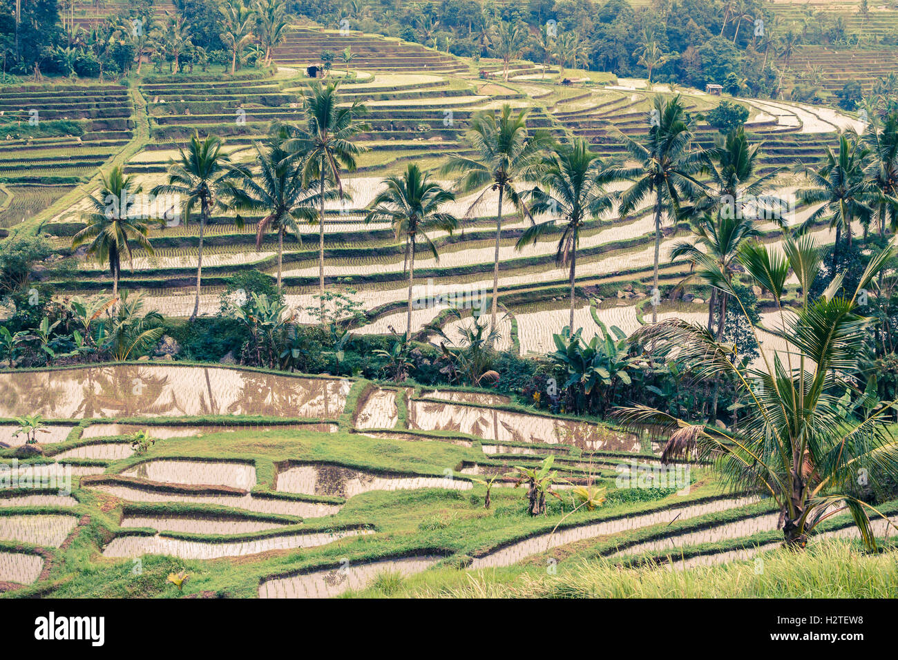 Jatiluwih rice terraces. Bali. Indonesia, Asia. Stock Photo