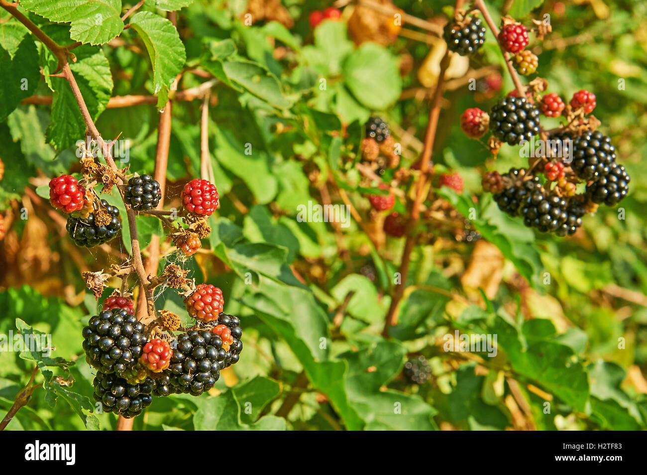 Blackberries ripening in a hedgerow are a sign of autumn Stock Photo