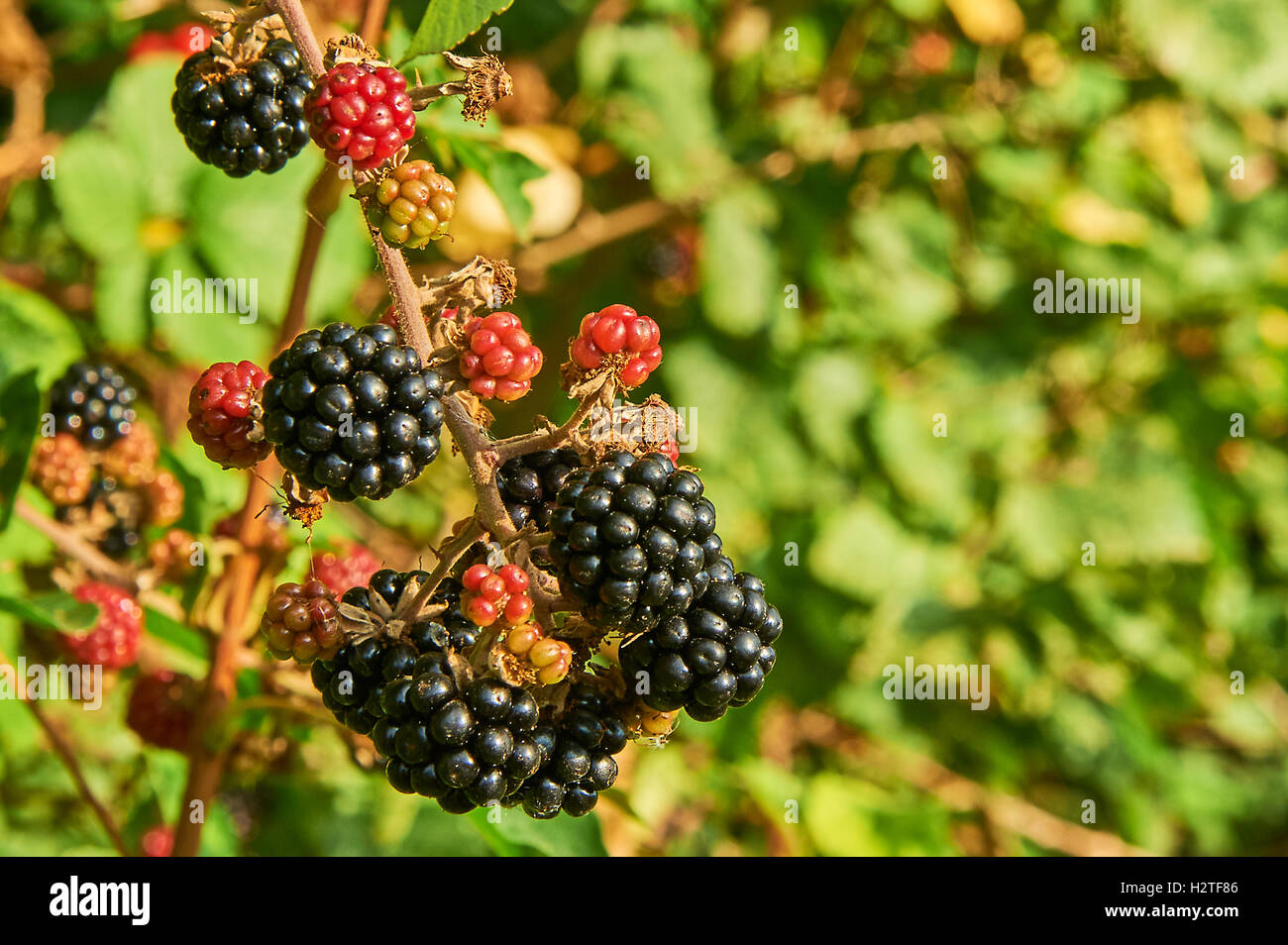 Blackberries ripening in a hedgerow are a sign of autumn Stock Photo