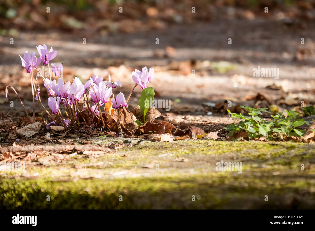 How to grow flowers hires stock photography and images Alamy