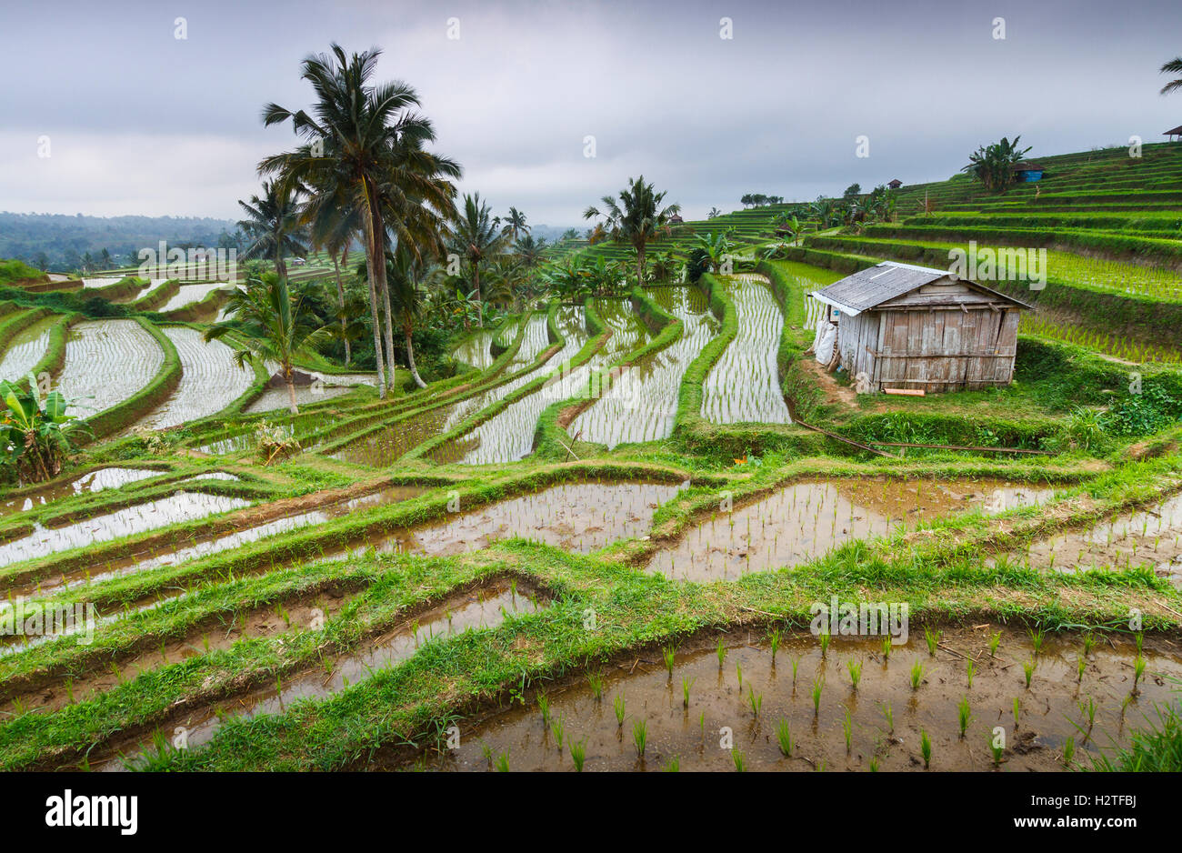 Jatiluwih rice terraces. Bali. Indonesia, Asia. Stock Photo