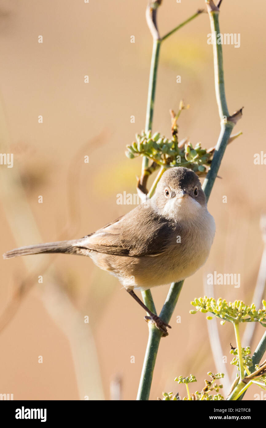 A Whitethroat hunting bugs in Portugal Stock Photo Alamy
