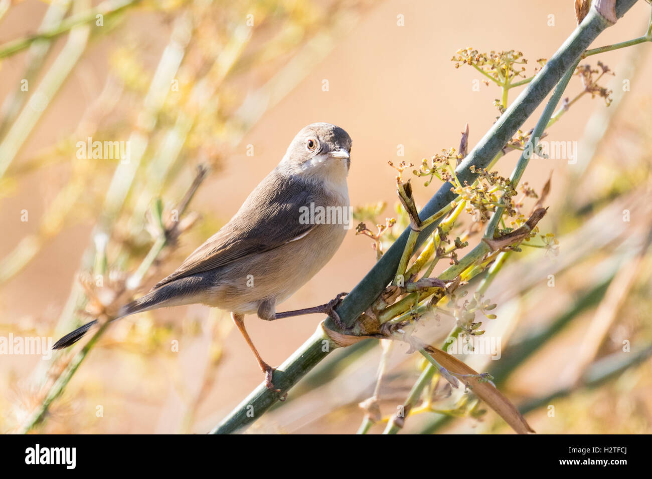 A Whitethroat hunting bugs in Portugal Stock Photo Alamy
