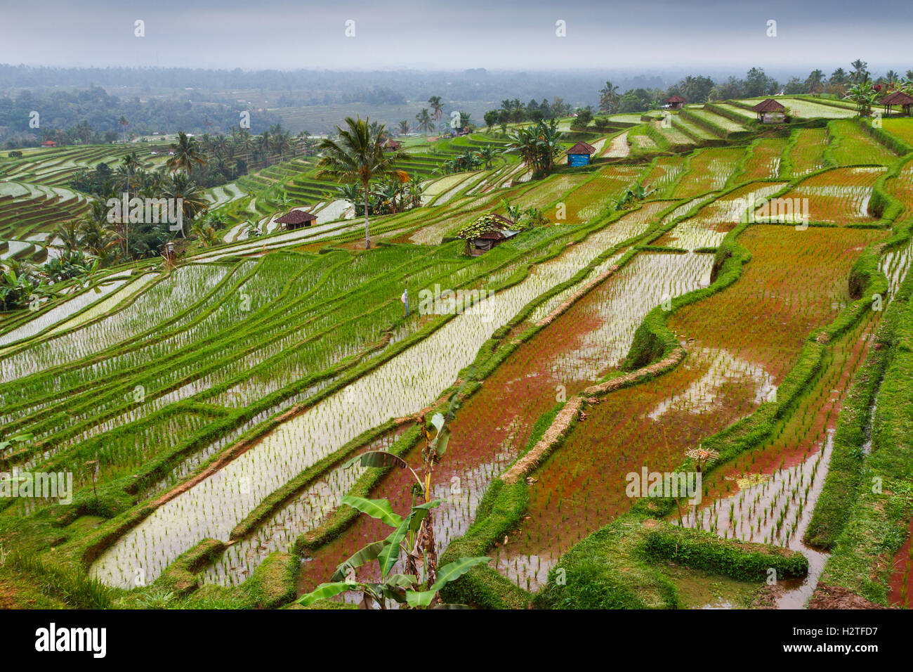 Jatiluwih rice terraces. Bali. Indonesia, Asia. Stock Photo