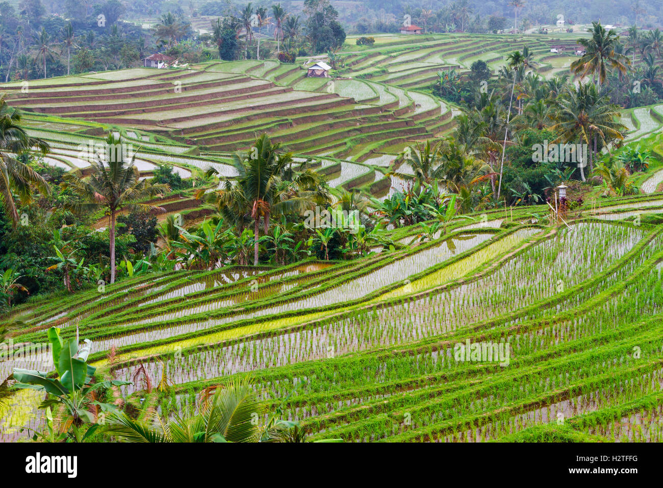 Jatiluwih rice terraces. Bali. Indonesia, Asia. Stock Photo