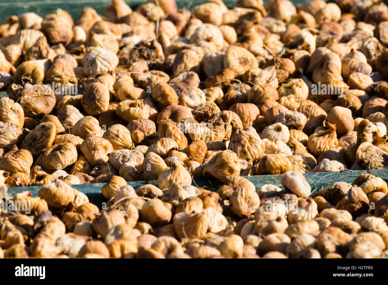 Figs being sundried in Portugal Stock Photo Alamy