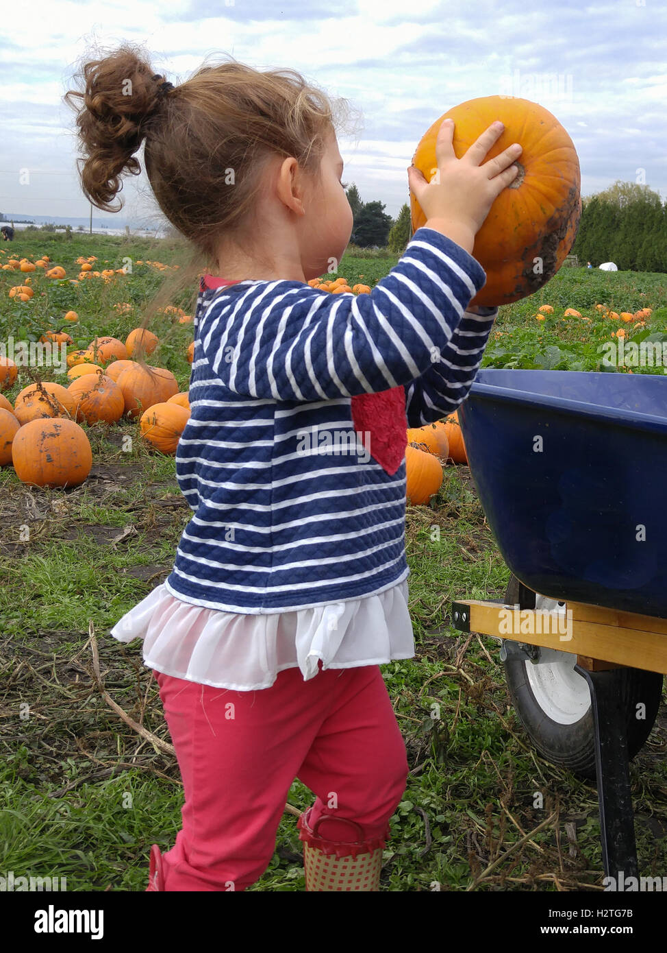 Young girl picking pumpkins into wheelbarrow at Pumpkin Farm. Stock Photo