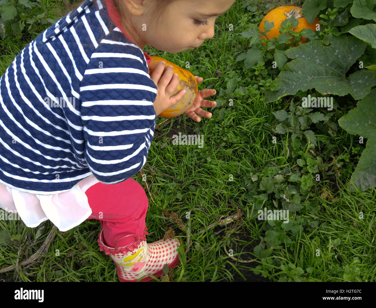 Child picking pumpkins at the pumpkin farm. Stock Photo