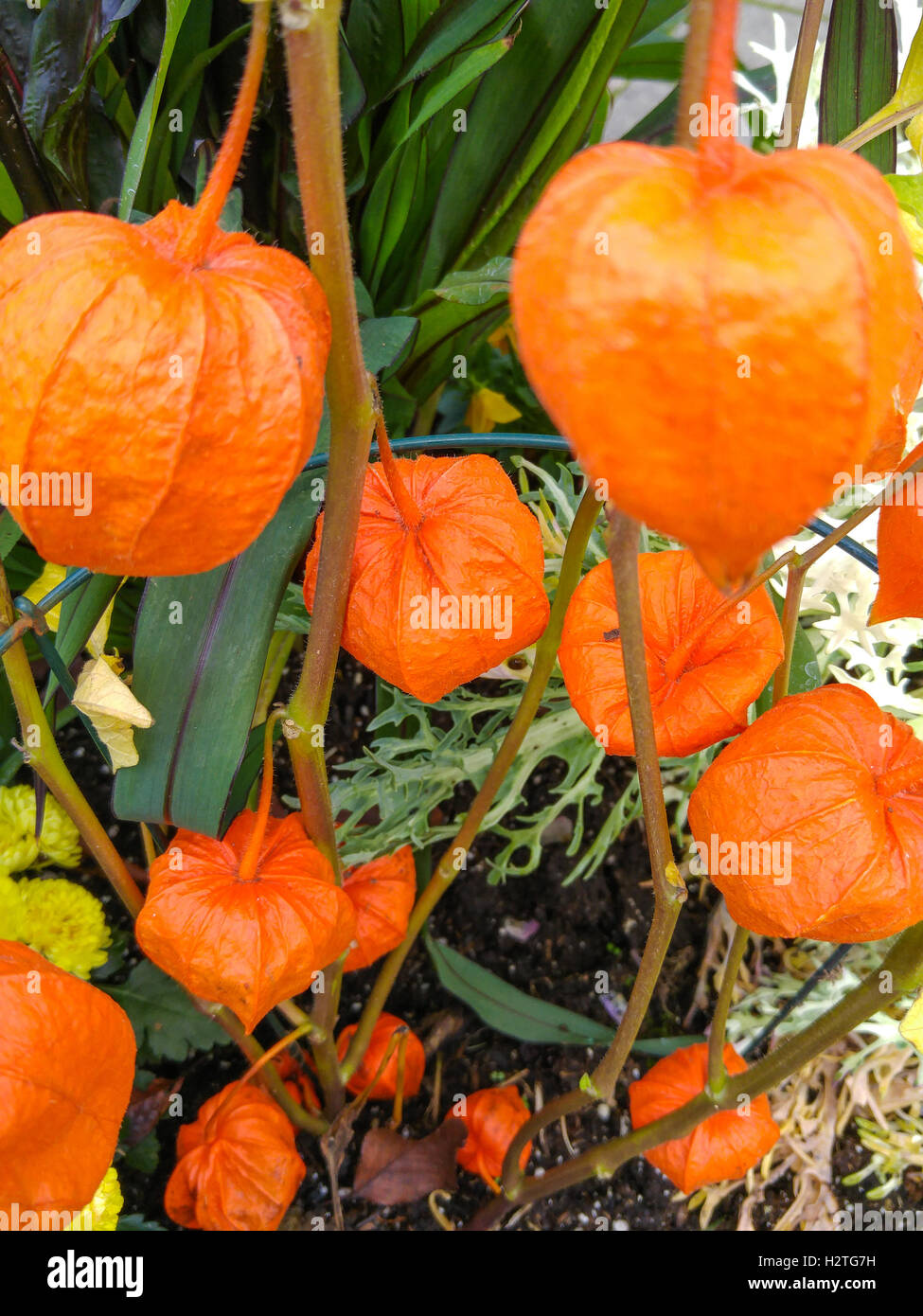 Lantern in flower garden hires stock photography and images Alamy