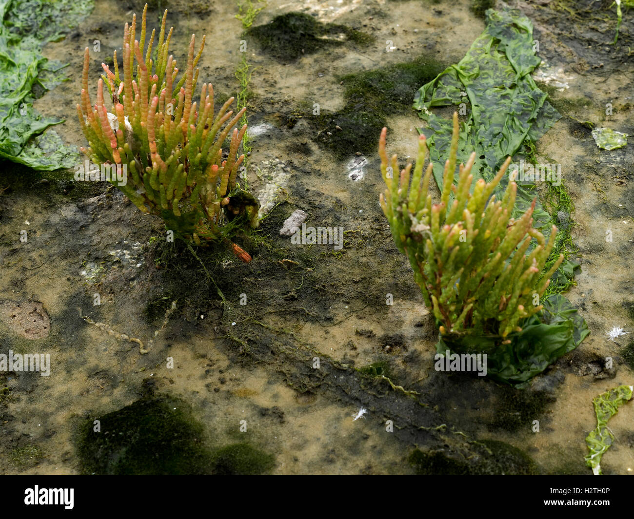 common glasswort (Salicornia europaea), Wadden Sea  Schiermonnikoog Island province Friesland, Netherlands, UNESCO heritage site Stock Photo