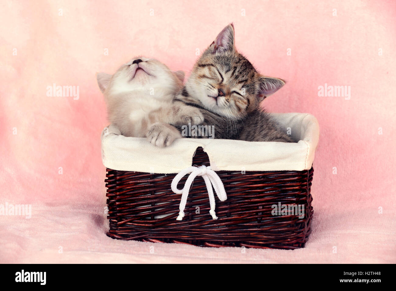 Two cute little kitten sleeping in a basket Stock Photo Alamy