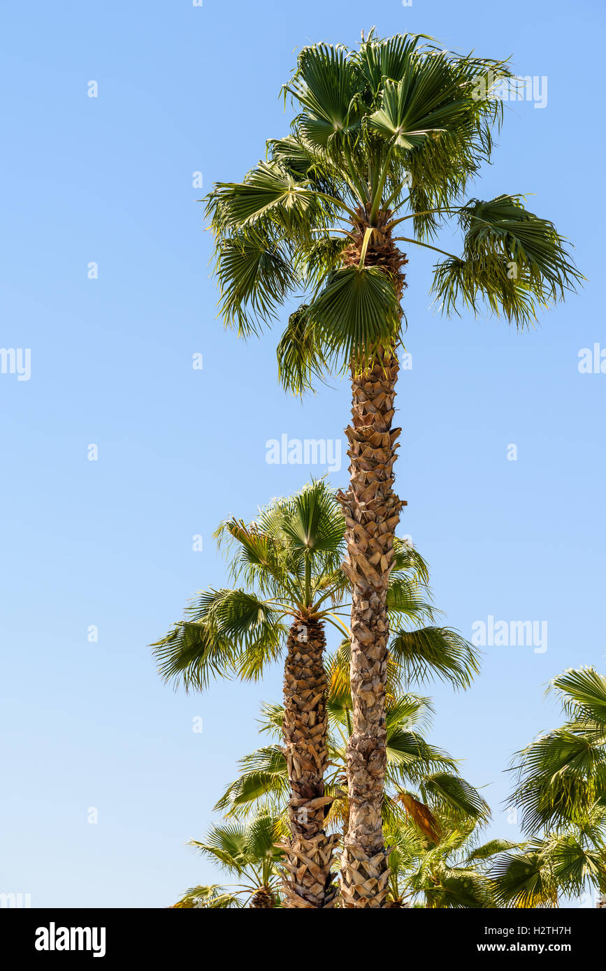 Green palm trees tropical hi-res stock photography and images - Alamy