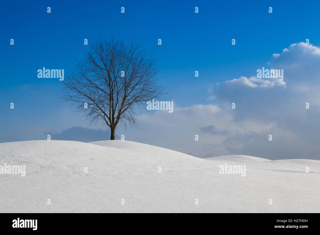 Lonely tree in a winter landscape under blue sky Stock Photo - Alamy