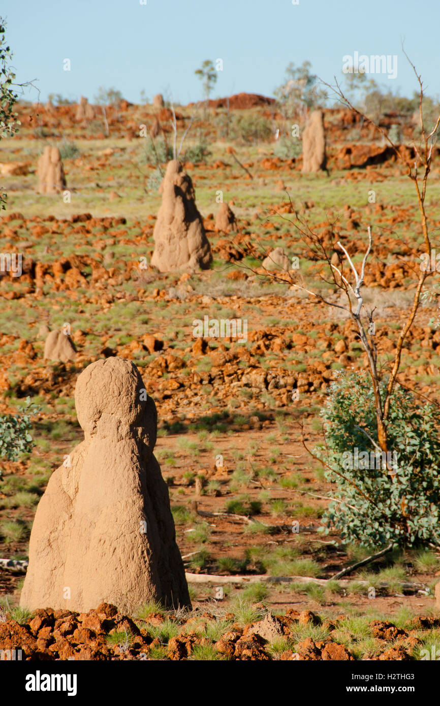 Termite Mounds - Australia Stock Photo - Alamy