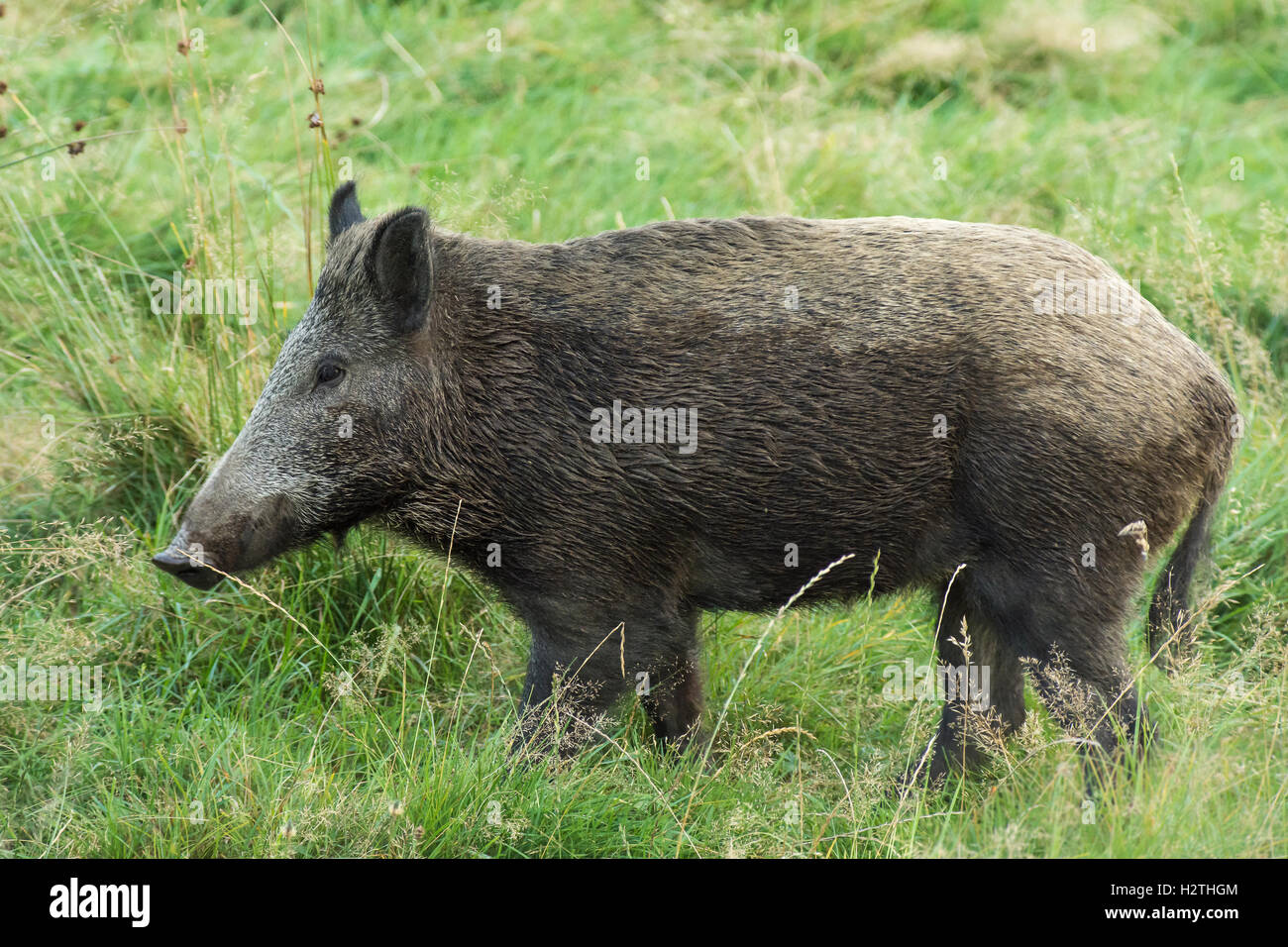 wild boar Stock Photo