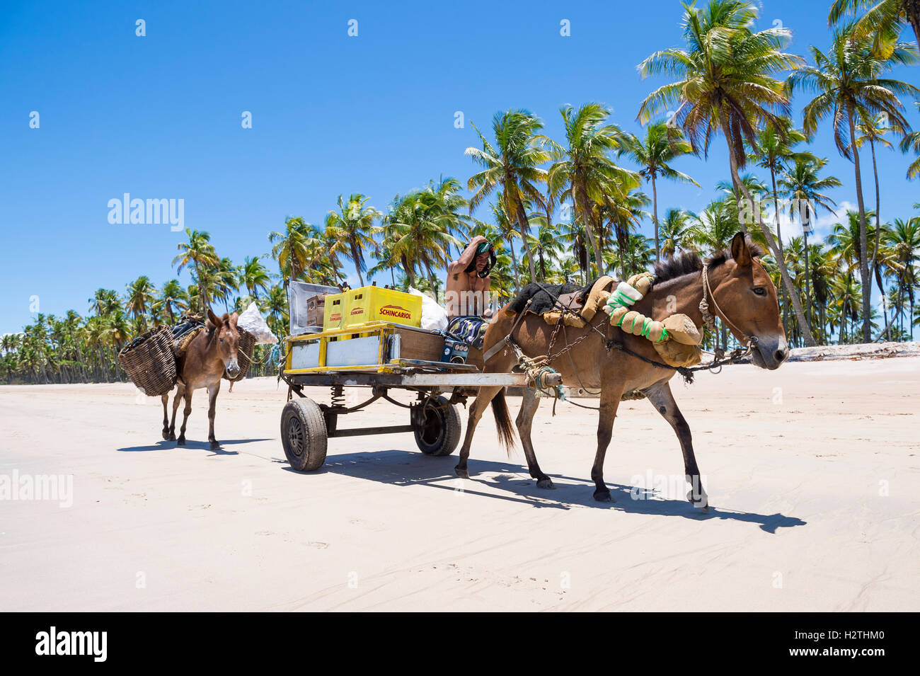 BAHIA, BRAZIL - FEBRUARY 6, 2016: Brazilian man rides a cart with two working donkeys passing on the beach of a remote island. Stock Photo