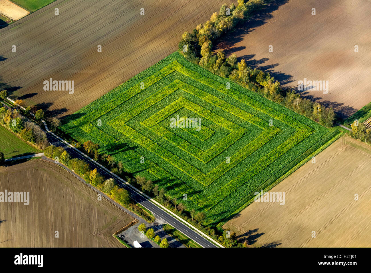 Aerial picture, patterned corn field in Lower Saxony, agriculture, village Glan, Lower Saxony, Germany, Europe, aerial picture Stock Photo