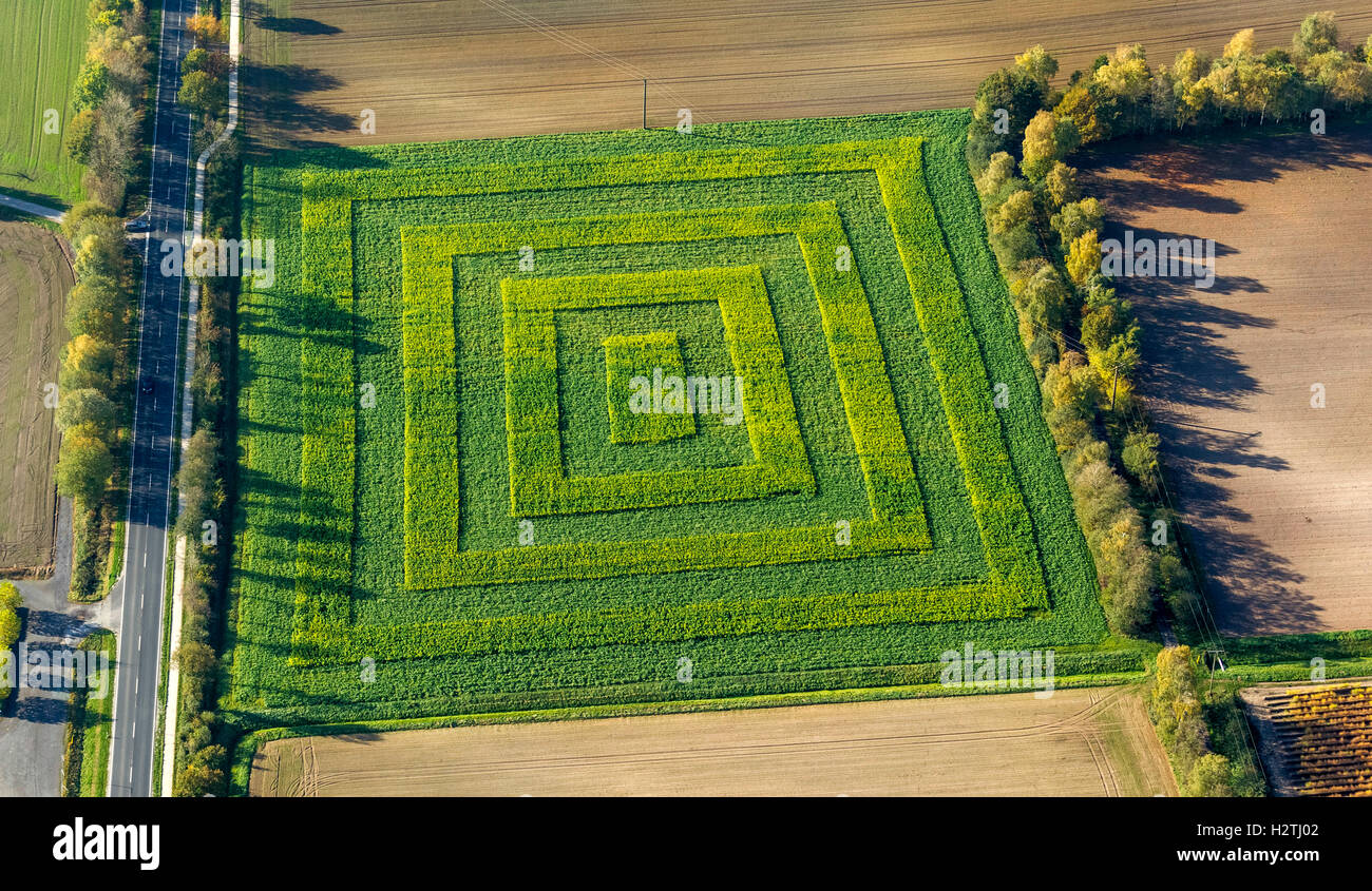 Aerial picture, patterned corn field in Lower Saxony, agriculture, village Glan, Lower Saxony, Germany, Europe, aerial picture Stock Photo