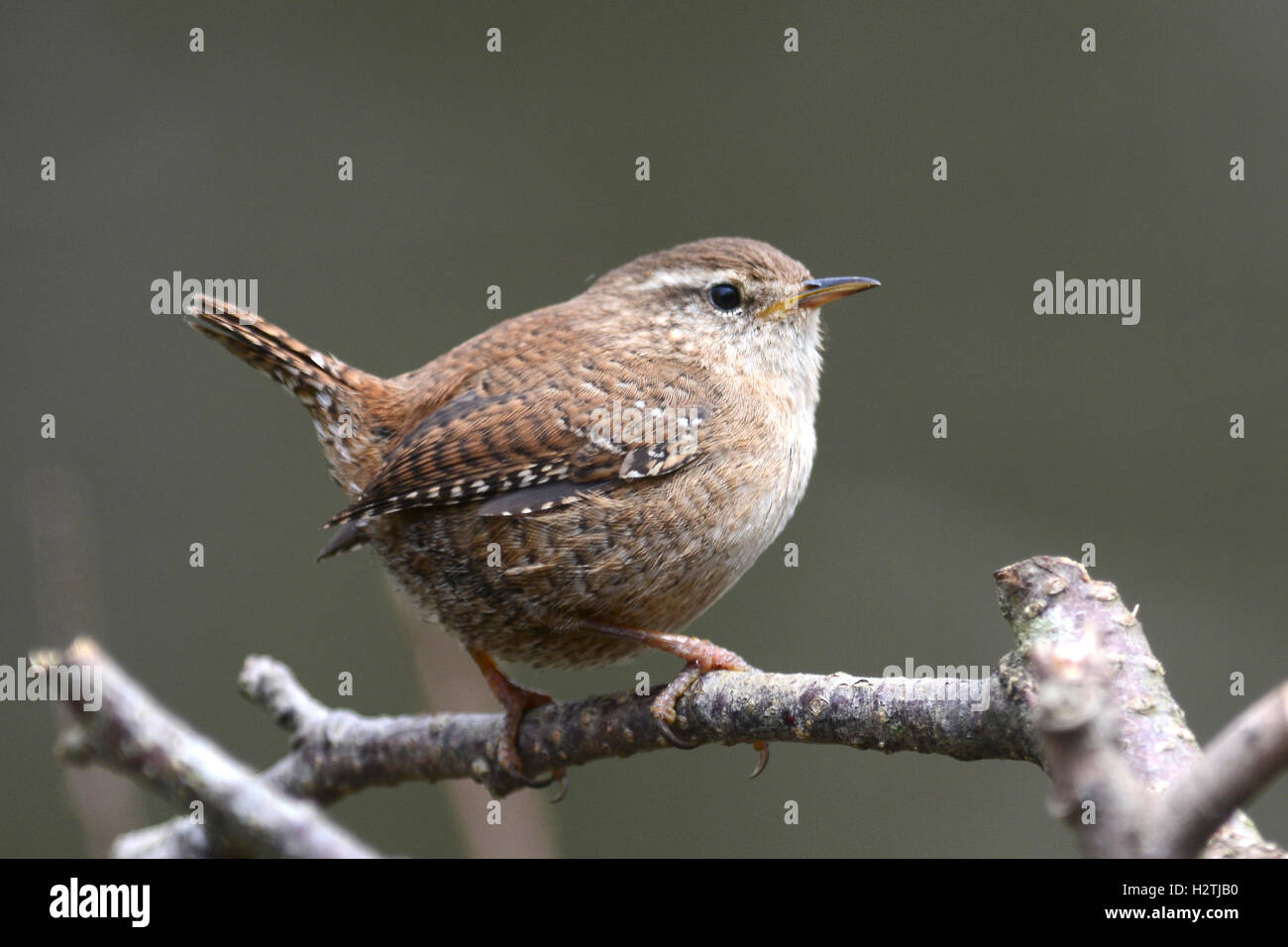 wren Stock Photo