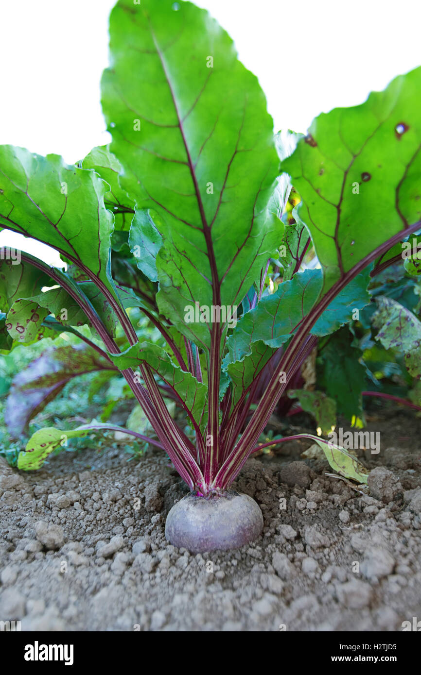 Beetroot in a vegetable garden. Growing beetroot Stock Photo Alamy