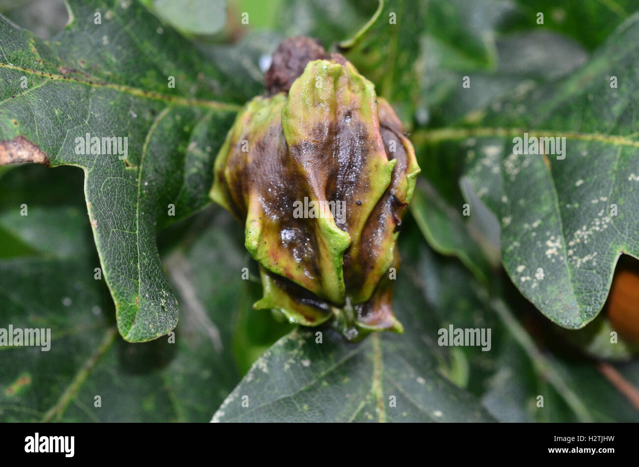 Knopper gall of the gall wasp Andricus quercuscalicis. Dorset, UK Stock ...