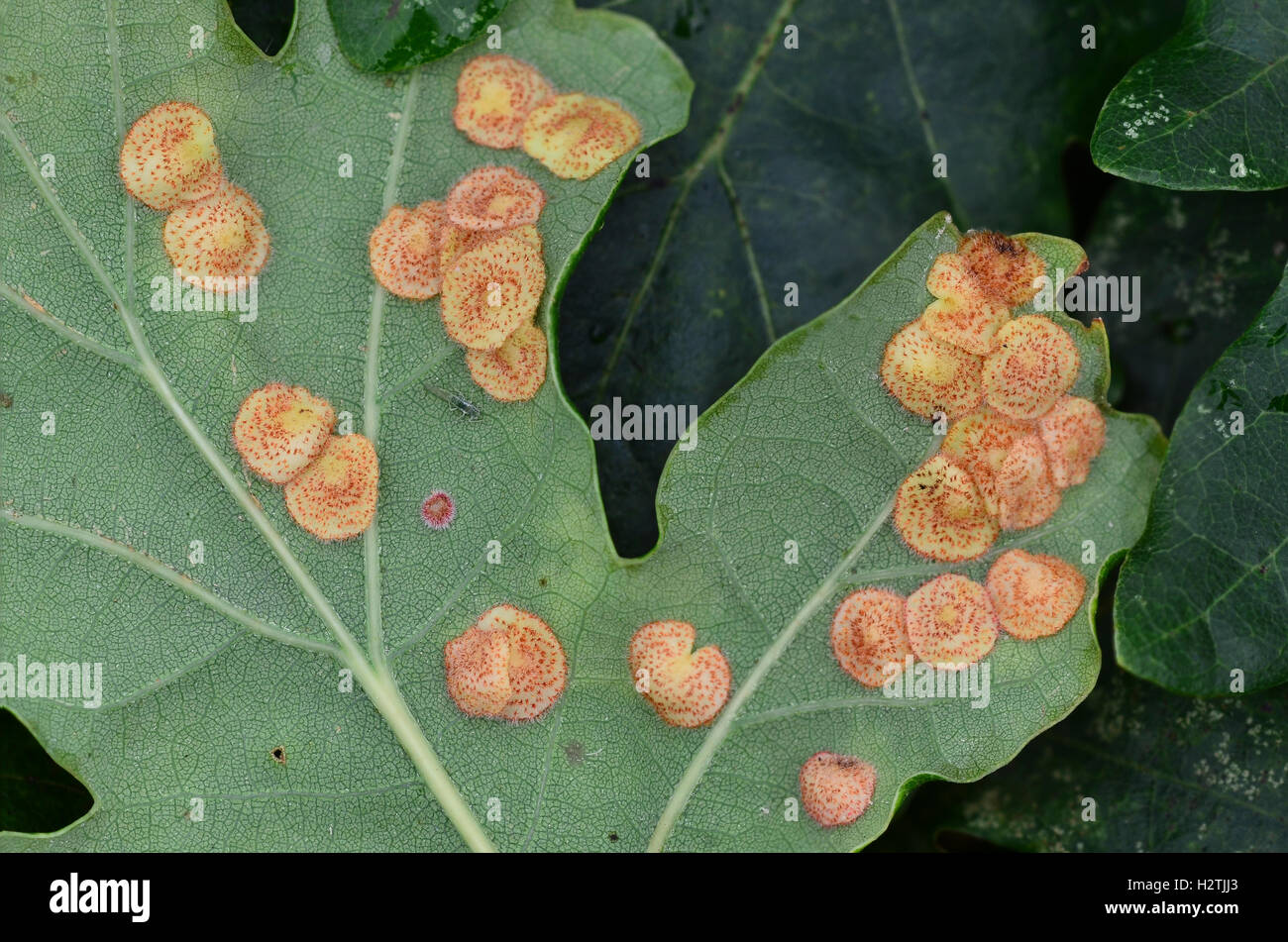 Common spangle galls of the cynipid wasp neuroterus quercusbaccarum on the underside of pedunculate oak leaf Stock Photo