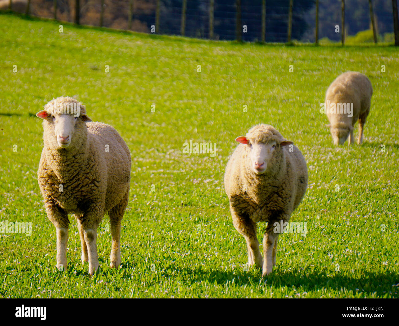 Sheep standing on the green grass in sheep farm, New Zealand Stock ...