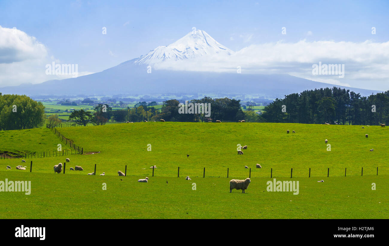 Beautiful landscape of sheep farm with the majestic Mount Taranaki in the background Stock Photo