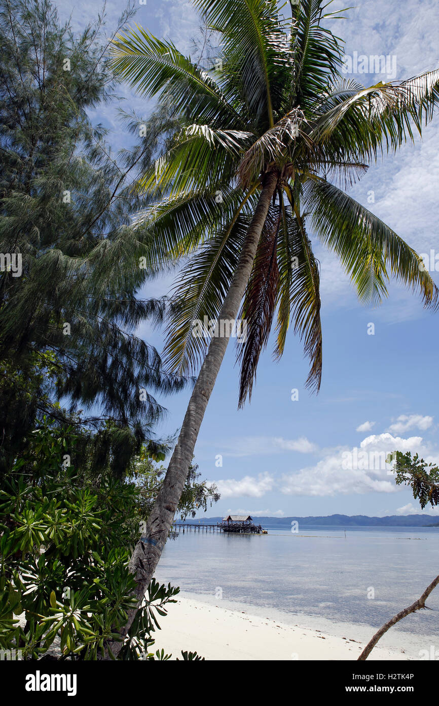 Raja Ampat Dive Lodge Jetty, with Palm Tree in Foreground. Mansua, Raja Ampat, Indonesia Stock Photo