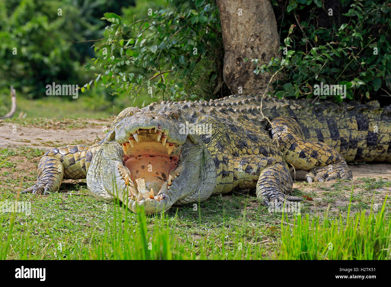 Nile Crocodile (Crocodylus Niloticus) with Open Mouth, Lying on the River Bank. Murchison Falls, Uganda Stock Photo