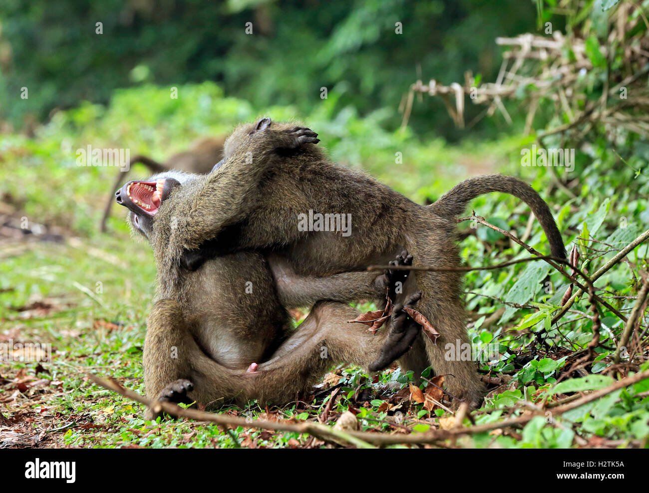 Juvenile Olive Baboons (Papio Anubis) Fighting. Bigodi Swam, Uganda Stock Photo