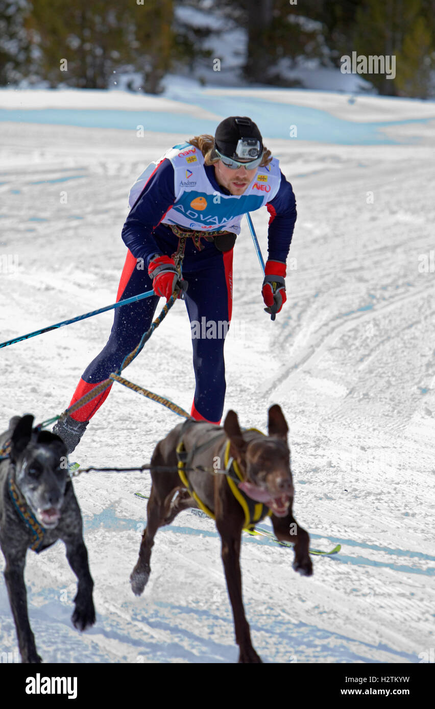 Pirena. Skijorer. Sled dog race in the Pyrenees going through Spain, Andorra and France. Baqueira Beret. Lleida Province. Catalo Stock Photo