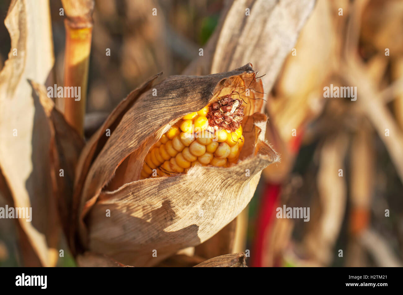 Close up photo of ripe corn cob Stock Photo