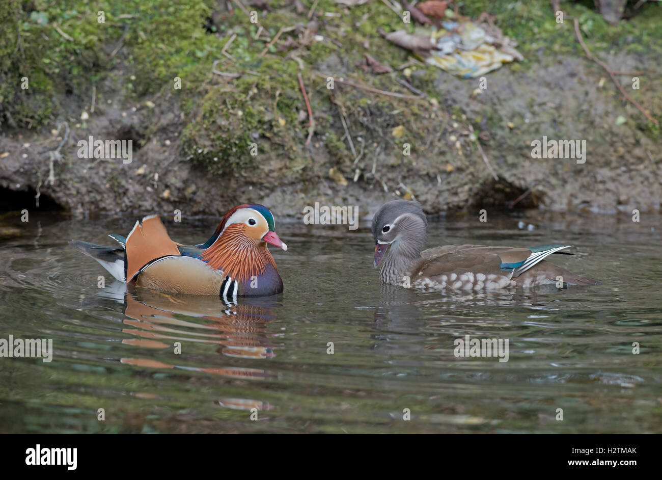 Wild male and female Mandarin Ducks, Aix galericulata. Spring. Uk Stock