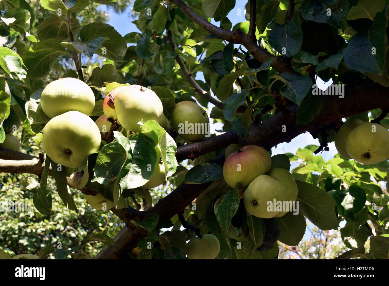 British fruit farming hi-res stock photography and images - Alamy
