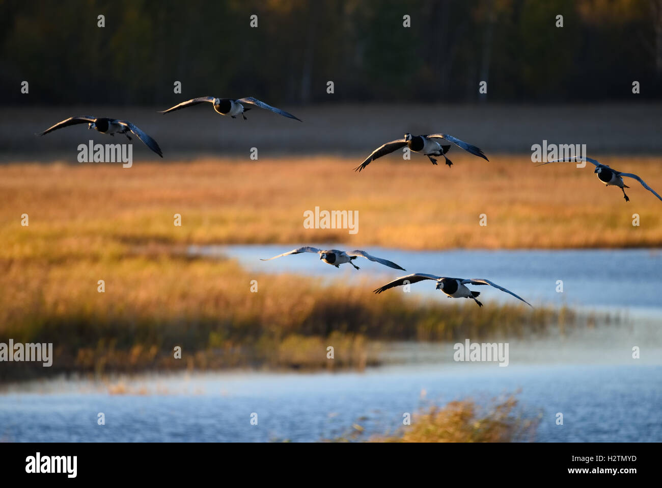 Geese landing over water in Autumn evening light Stock Photo