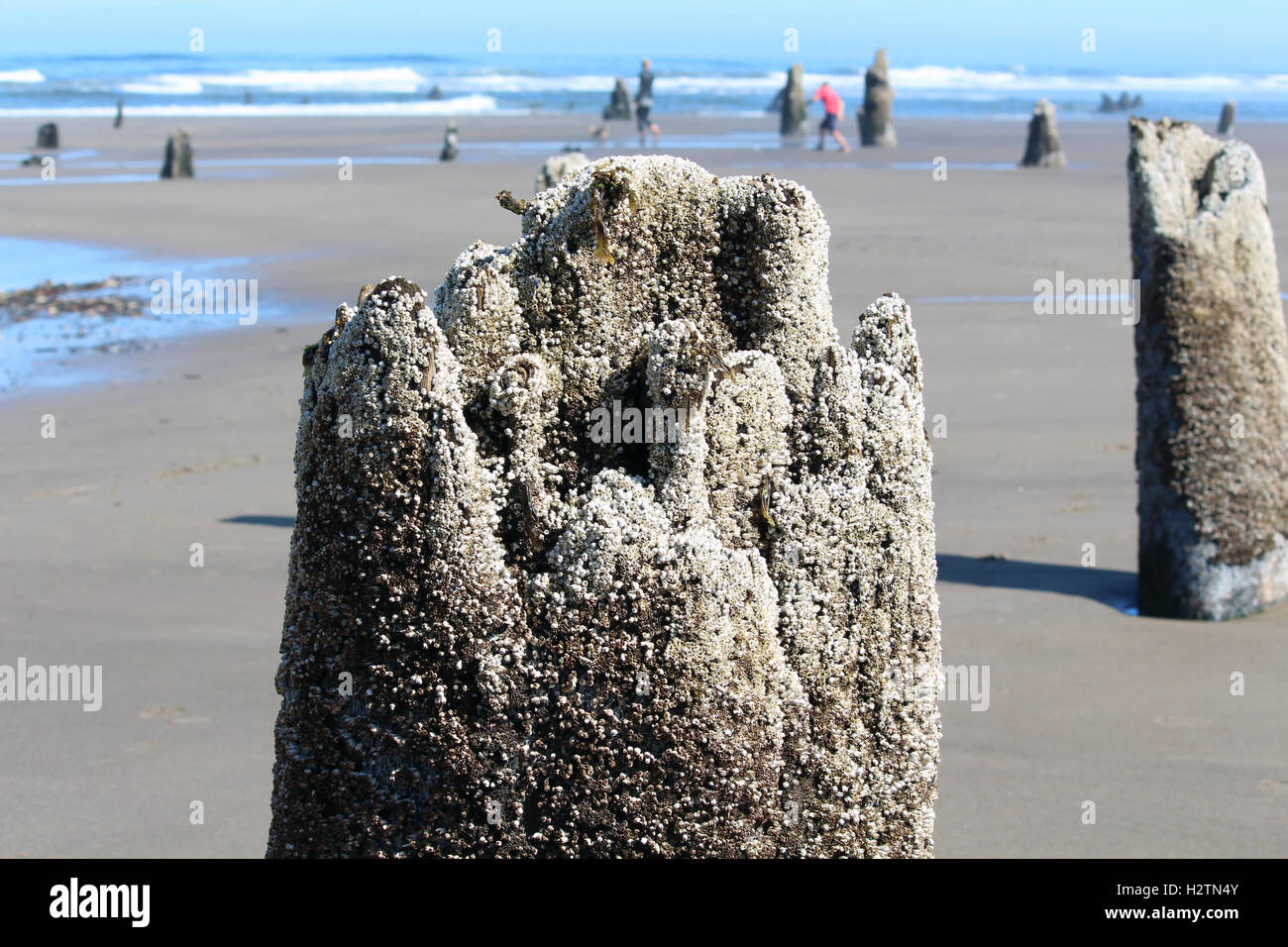 Barnacle covered stump from ancient forest lost in tsunami, Oregon coast, beach walkers, science, travel, adventure, serene, sea Stock Photo