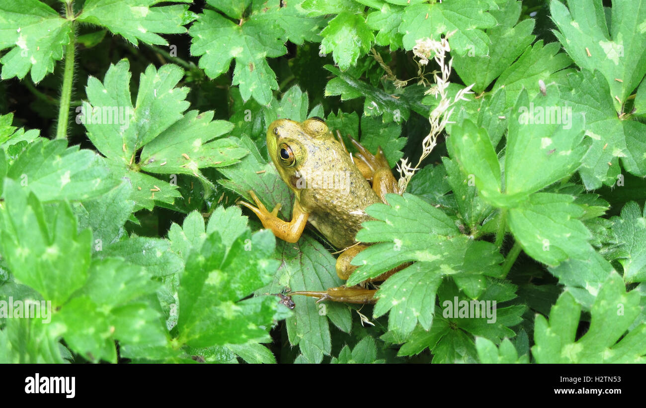 Little green tree frog on lush green foliage on a golf course in Oregon Stock Photo
