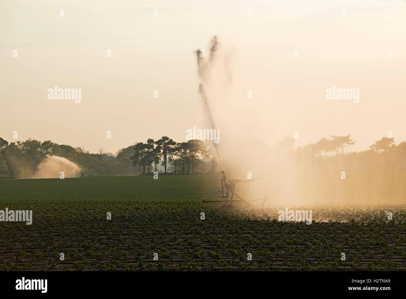 Self-propelled irrigation systems watering potato crop, Shottisham, Suffolk, UK. Stock Photo